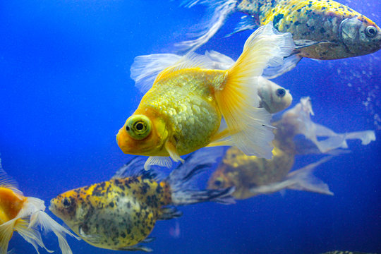 tropical fish in an aquarium