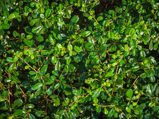Fototapeta na wymiar Ixora or leaf bush Dense green