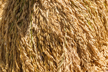 A pile of rice paddy sun-dried on the ground