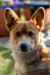 Welsh Corgi watching camera in Japan