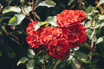 red roses