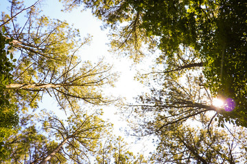 Fototapeta premium autumn leaves on blue sky