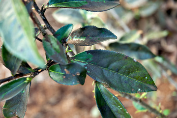 Diseased tea leaves in Vietnam