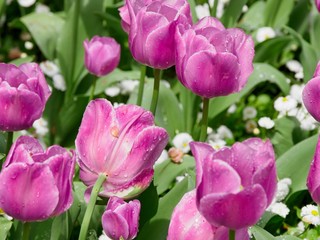 Blooming tulips