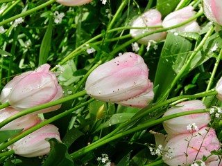 Obraz na płótnie Canvas Blooming tulips