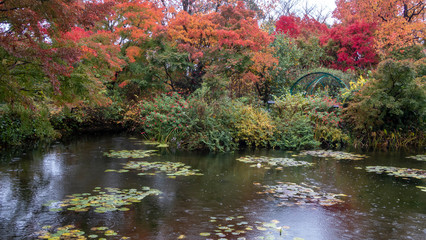 水連と紅葉