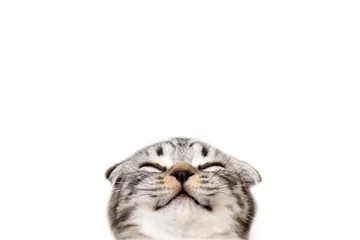 Rolgordijnen Happy smiling kitten. Isolated muzzle of a happy smiling cat with closed eyes on a white background. Portrait purebred scottish fold tabby kitten. © OlgaBartashevich