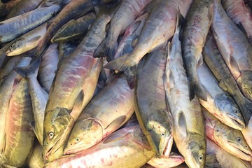 Fresh chum salmon ( Oncorhynchus keta ) catch. Amur river. Khabarovsk region, far East, Russia.