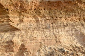 Nests dug in the cliff of a sand pit. A colony of birds swifts massively feed their chicks.