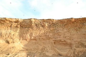 Set of nests of swifts. Nest of birds on a career break. Many swifts feed their chicks in their...