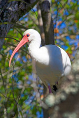 White ibis