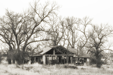 Fototapeta premium An abandoned house with exterior wall missing surrounded by tall bare trees and tall weeds in a black and white landscape