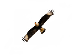 Northern crested caracara (Caracara cheriway) in flight isolated on white background