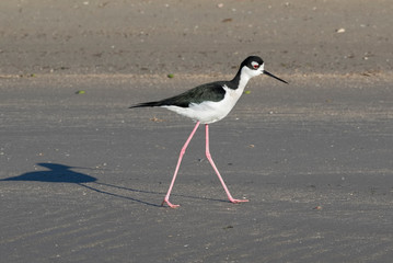 Black-necked stilt (Himantopus mexicanus), Galveston, Texas, USA.