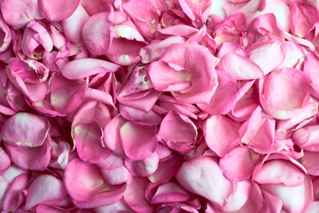 Pink rose petals top view
