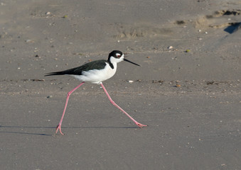 Black-necked stilt (Himantopus mexicanus)  walking on the beach, Galveston, Texas, USA.