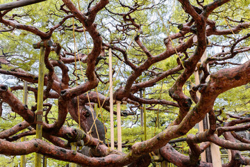 兼六園　日本庭園