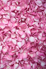 Pink rose petals top view