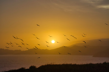 Flock of birds flying into sunset