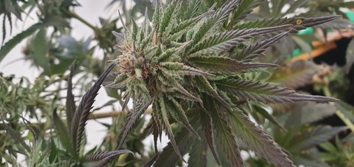 pine tree with cones in front of blue sky