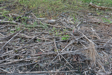 空き地の枯れ草