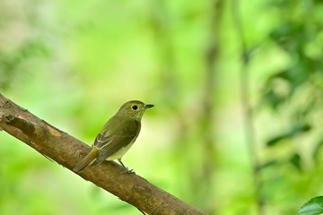 木陰でのんびりくつろぐキビタキメス