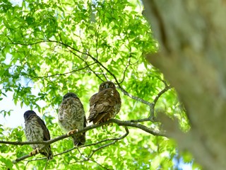大きなケヤキの木でくつろぐ巣立ち直後のアオバズクの幼鳥と親鳥