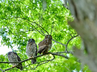 大きなケヤキの木でくつろぐ巣立ち直後のアオバズクの幼鳥と親鳥