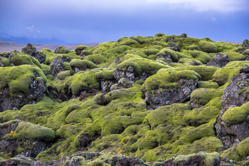 Old lava field covered with woolly fringe moss (Racomitrium lanuginosum) near Hekla volcano, South...