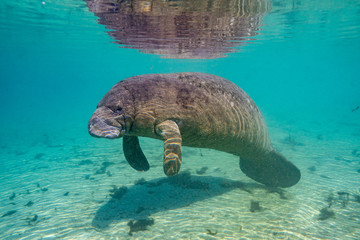 Wide shot of a West Indian Manatee (trichechus manatus) basking in a warm, Florida spring. Manatees...