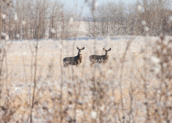 Two young mule bucks in a field