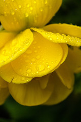 yellow flower with water drops