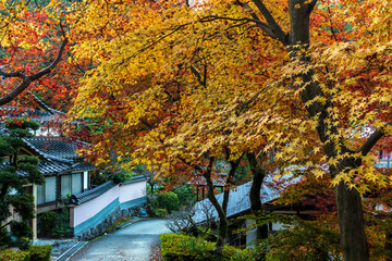 晩秋の秋月城址黒門