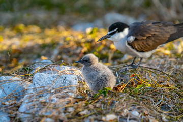 Bridled tern and chick on ground among dry grass and rock on Lady Elliot Island, Queensland .