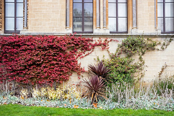 Fototapeta na wymiar plants in garden outside natural history museum building in Oxford, UK