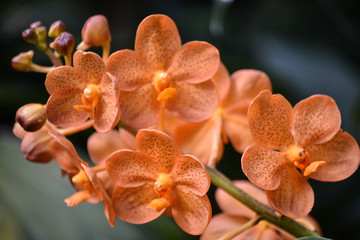 Fototapeta na wymiar Orchids III