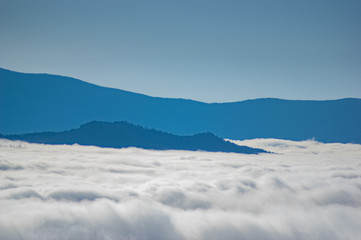 The fog envelops the forest