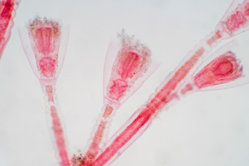 Obelia is a genus of hydrozoa, a class of mainly marine and some freshwater animal species that...