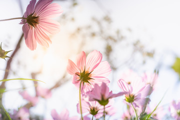 Nature of pink flower cosmos in garden using as cover page background natural flora wallpaper or template brochure landing page design