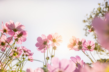 Nature of pink flower cosmos in garden using as cover page background natural flora wallpaper or template brochure landing page design