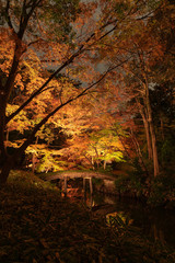 Naklejka premium ライトアップされた紅葉