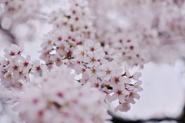 満開の桜