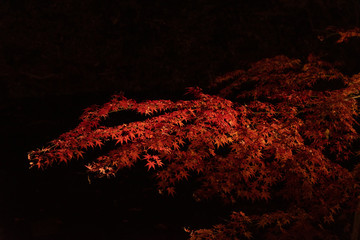 夜の紅葉