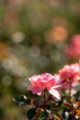 庭に咲くピンクのバラ