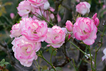 庭に咲くピンクのバラ
