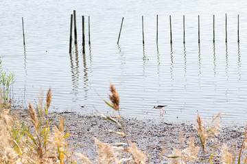 干潟にいるセイタカシギ