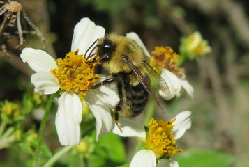 Tropical bumblebee on white flower in Florida nature, closeup