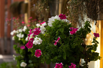 Blumen Sant'Antioco Sardinien