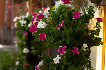 Fototapeta na wymiar Blumen Sant'Antioco Sardinien