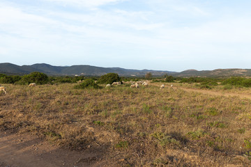 Porto Pino - Spiaggia delle Dune